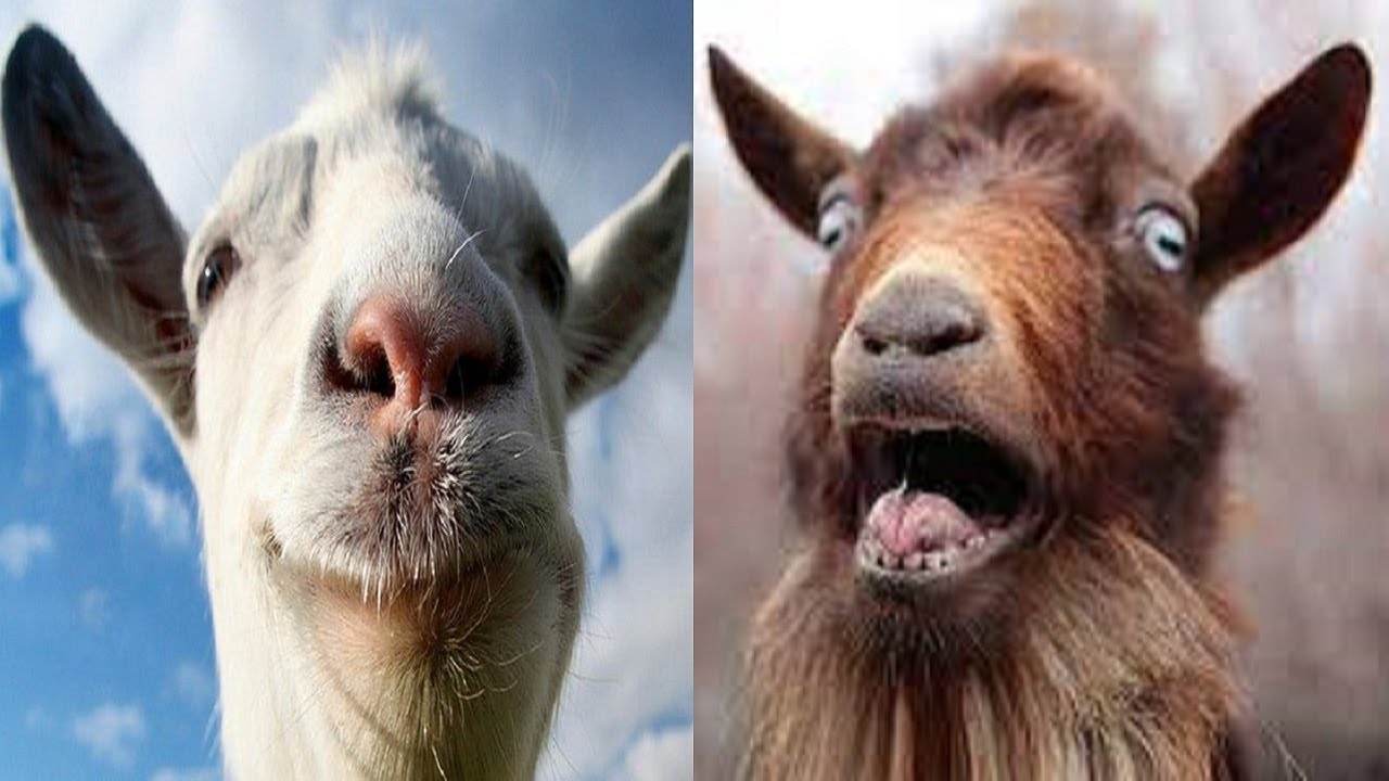 Amazing Goat and Sheep | Crazy & Funny Goat and Funny Sheep Fail Compilation | Funny & Cute