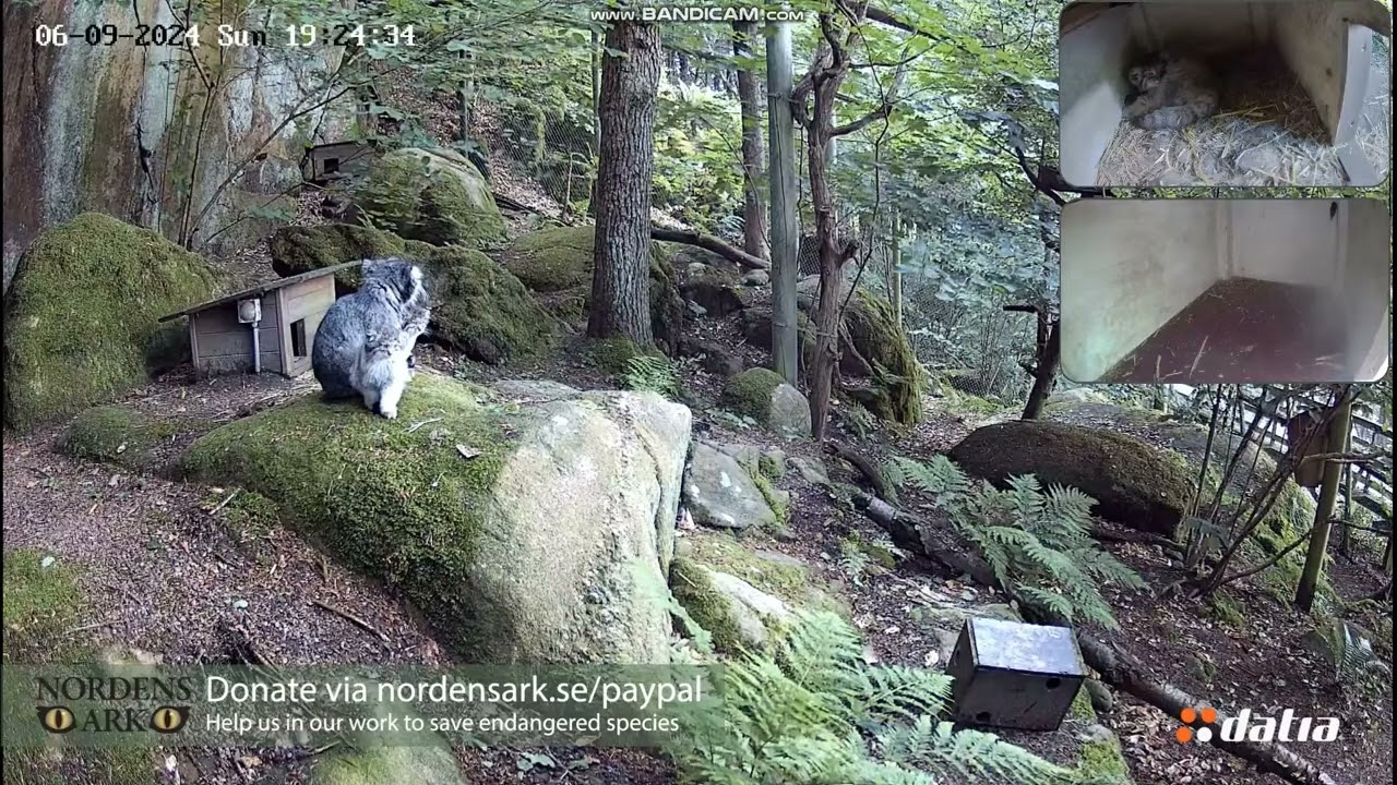 Pallas's cat family at Nordens Ark