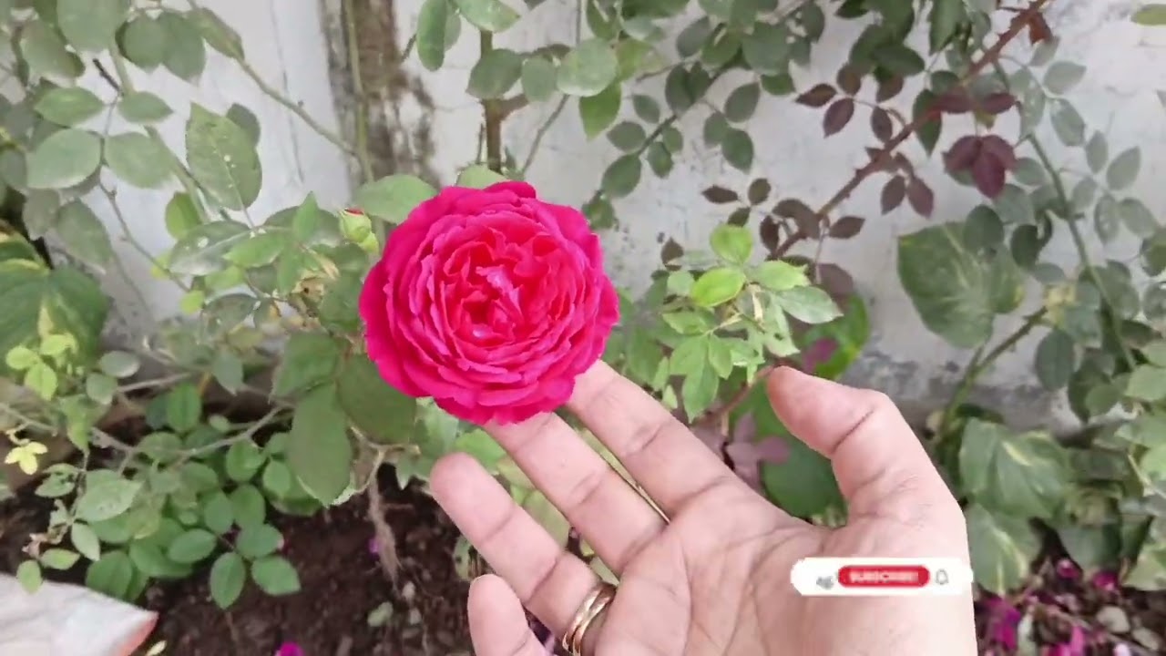 मेरे गार्डन के गुलाबो के अपडेट#गुलाब #गार्डनिंग #gardening #rooj #deshi 