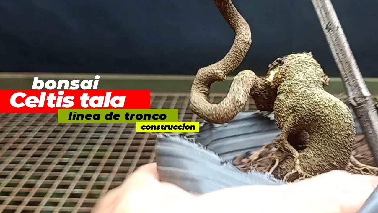 DISEÑO BONSAI | CONSTRUCCION LINEA DE TRONCO EN TALA + TIP SOBRE LINEA COMO ELEMENTO PLASTICO