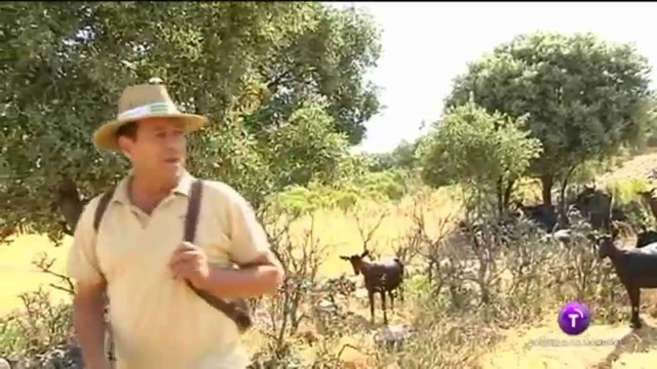 Las cabras,  como brigadas de limpieza de bosques.