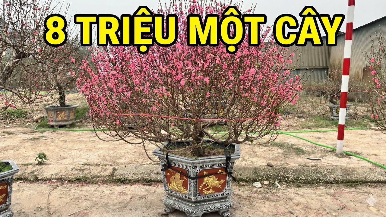 Đào Tết Giá Lợn Chết, Thanh Lý Nốt Cho Bà Con Chơi Tết 2026