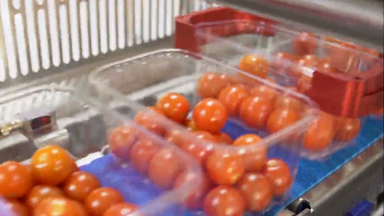 Proseal GT4s tomatoes