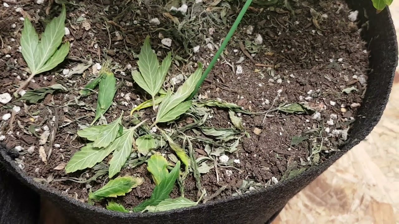 Week #4 of flower for the #Watermelon Zkittlez. A Cannabis Grow story. #unitfarm #uf1000 #uf2000