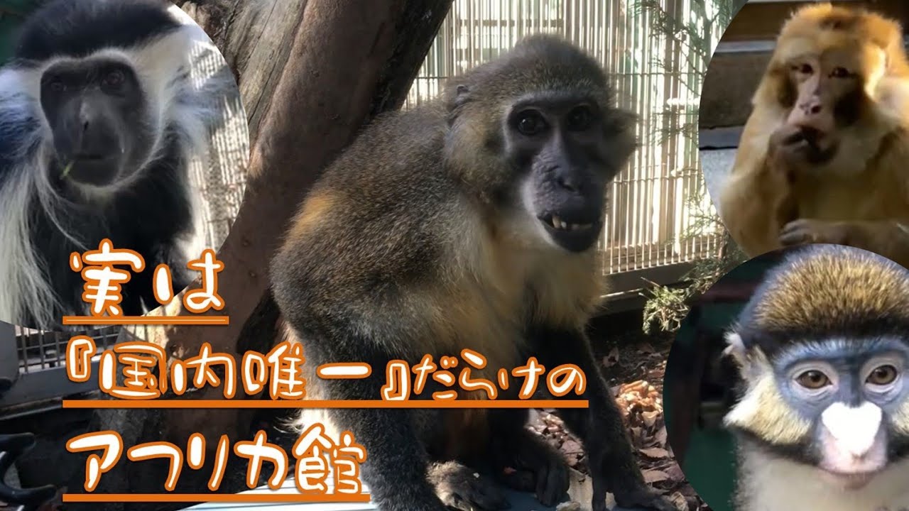 猿JOY！アフリカ館ガイド【ファン感謝祭2021】
