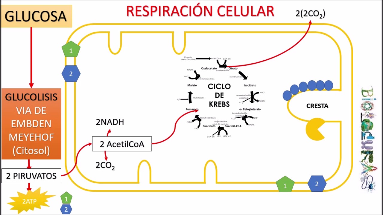 RESPIRACIÓN CELULAR