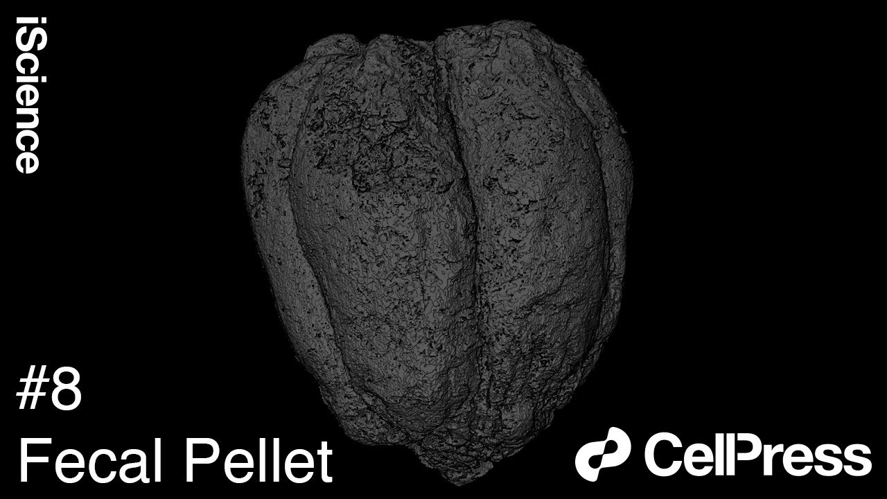Micro CT Imaging of the Tobacco Hornworm Caterpillar : Fecal Pellet