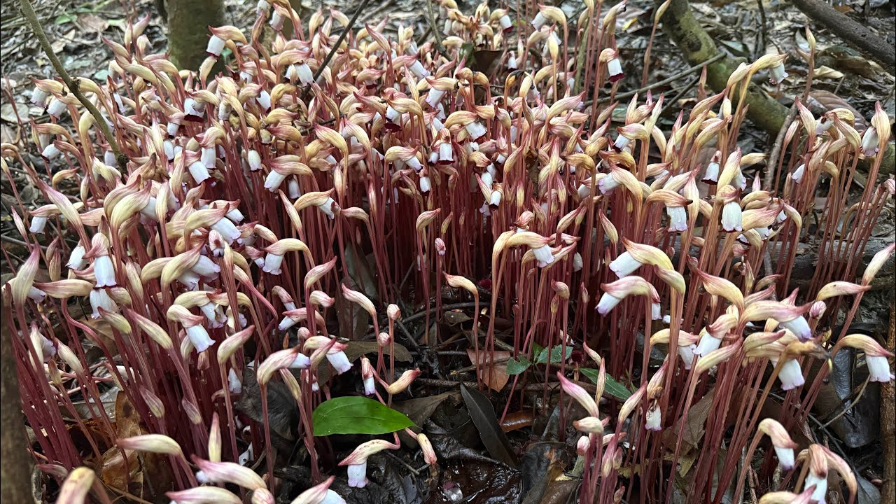 เก็บดอกดินที่กำลังออกเต็มป่า พืชที่นำมาทำสีผสมอาหารได้สวยสุดๆ