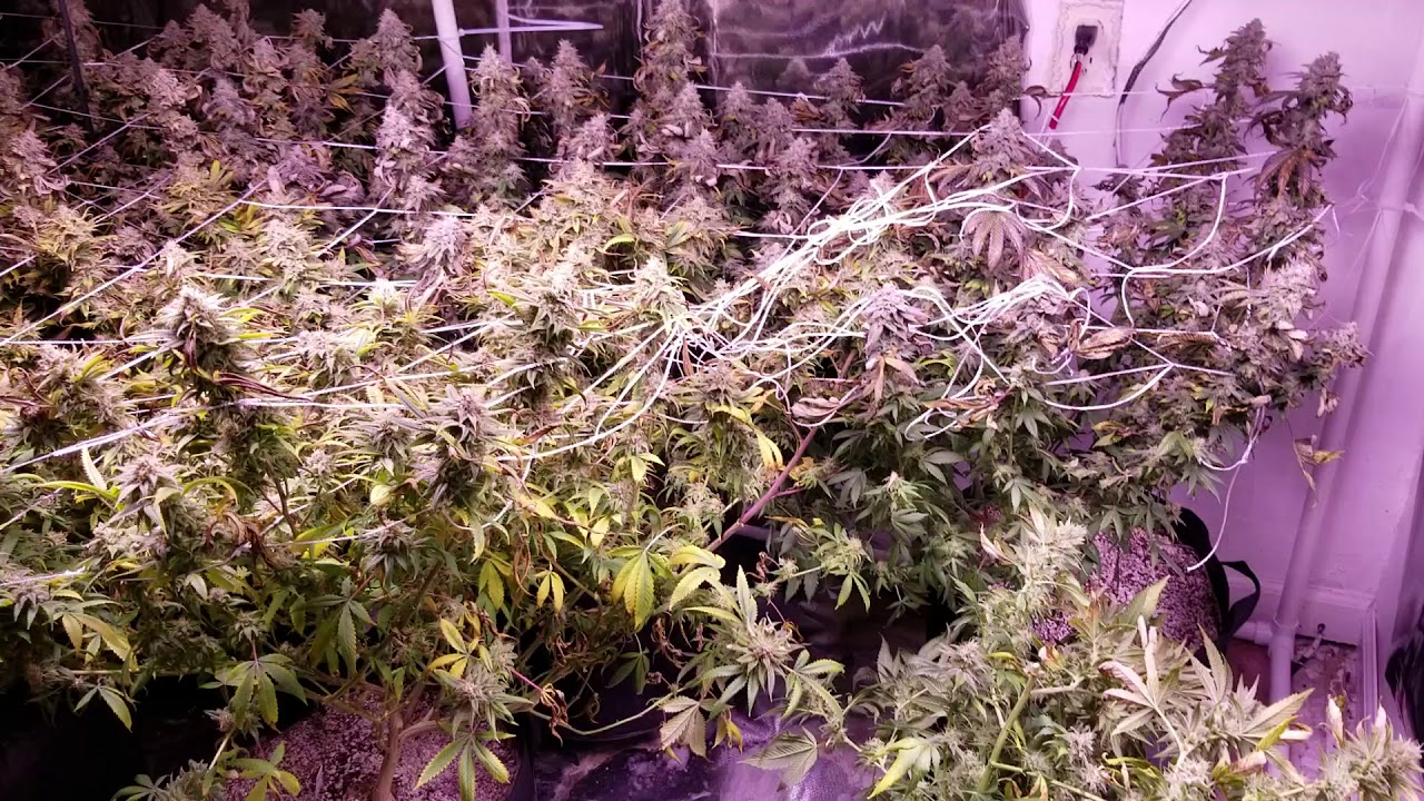 Apelila 8000 watt led grow 8 weeks in flower
