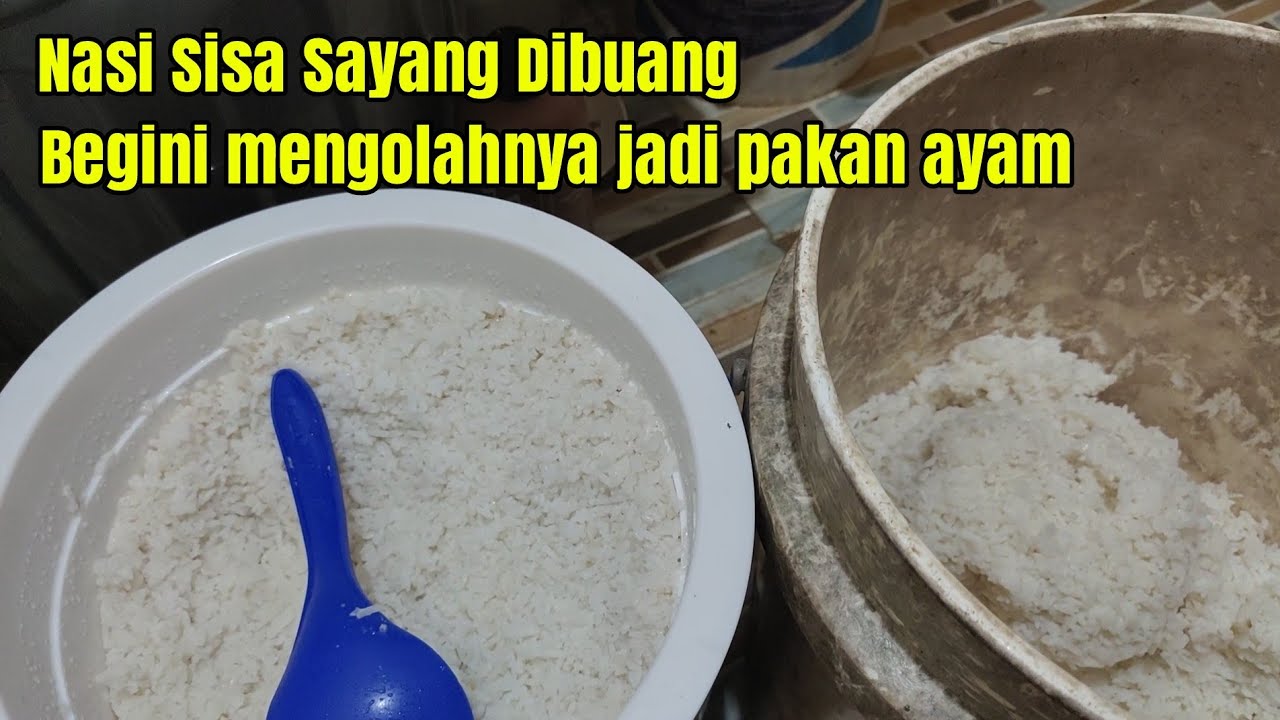 WAJIB TAU!!! Mengolah Nasi Sisa Untuk Pakan Ayam
