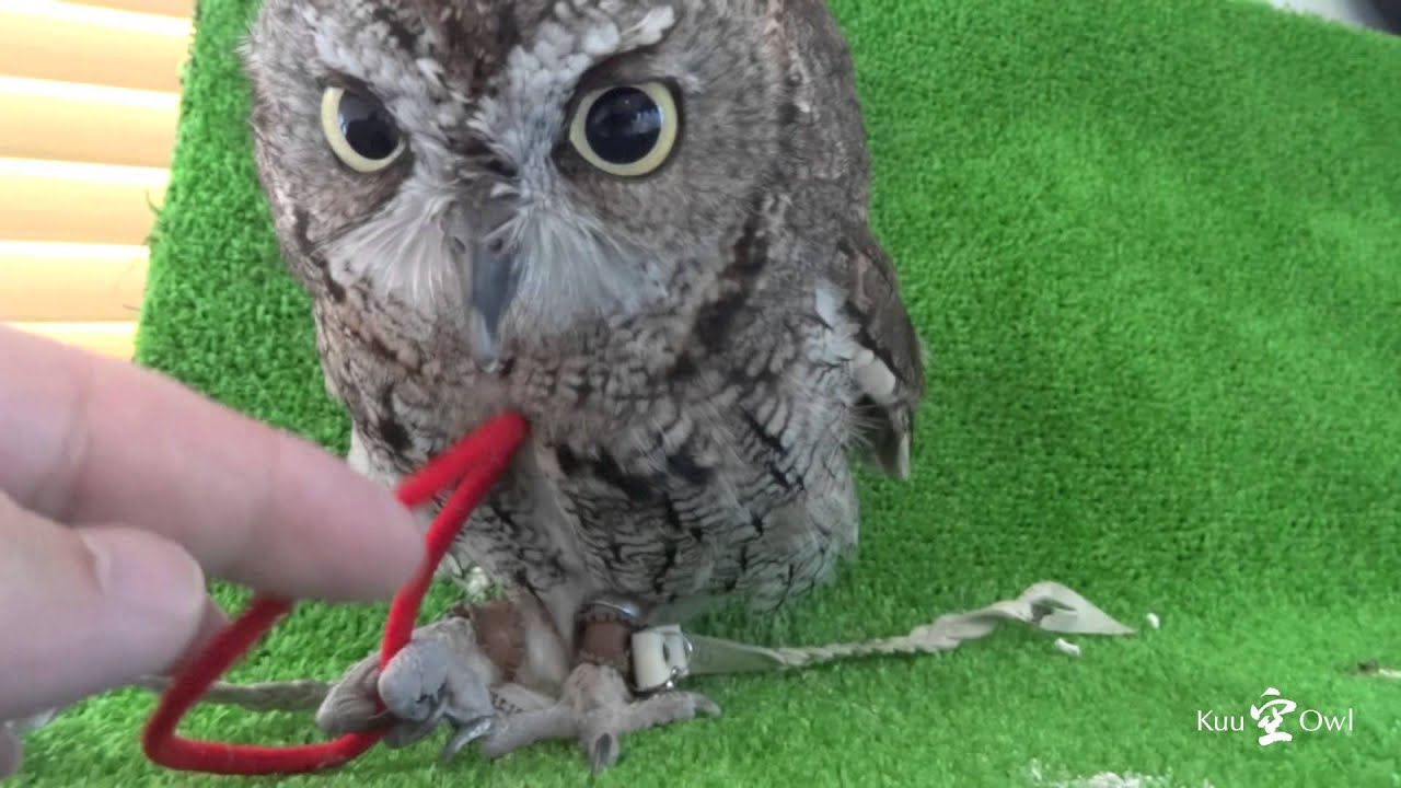 Owl of Hair rubber lover / ヒモが大好きフクロウ