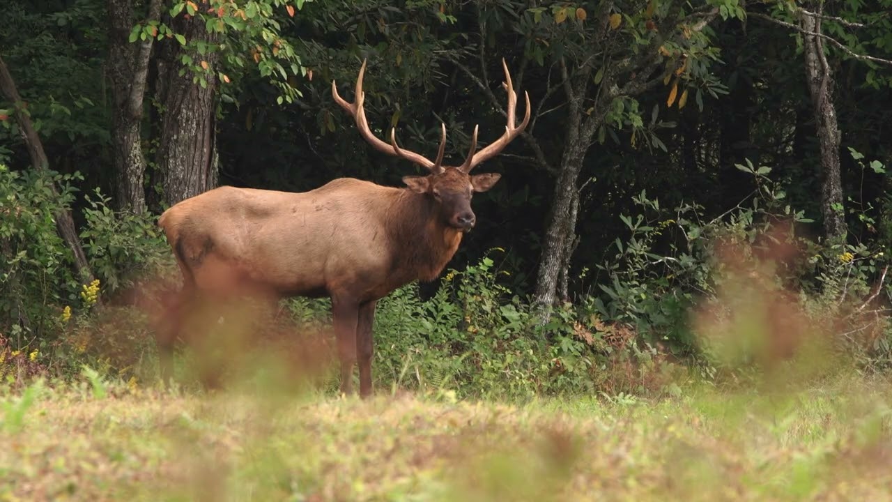 Maggie Valley Elk