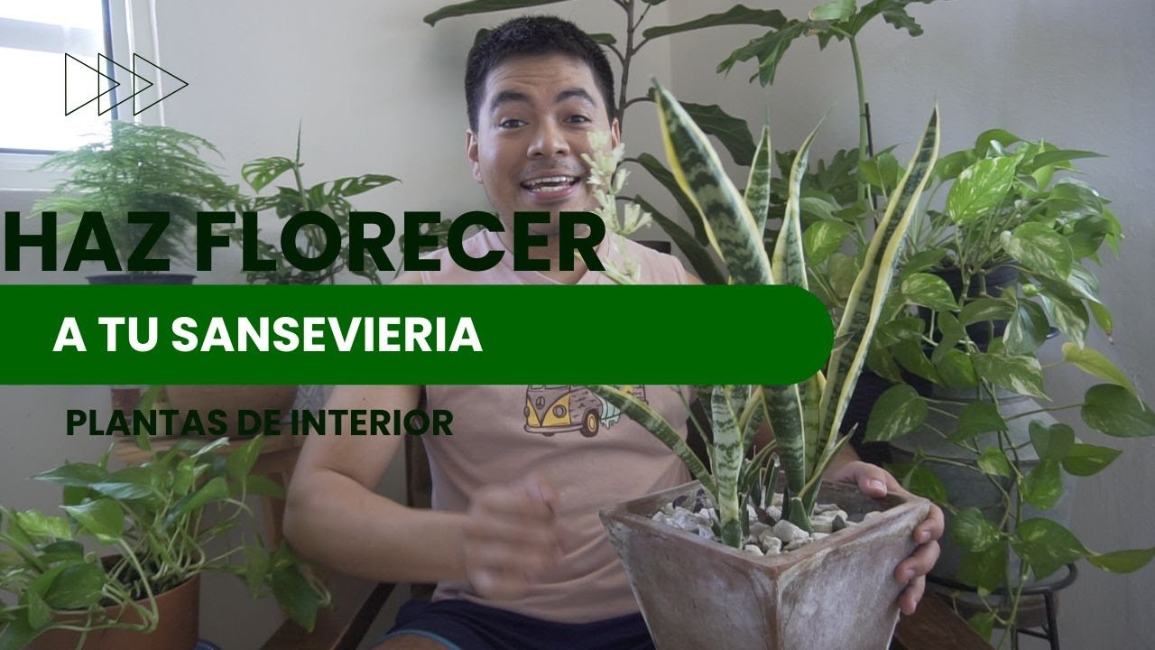 INCREÍBLE: Haz que tu Sanseviera Florezca por Primera Vez | El Secreto que Nadie te Cuenta