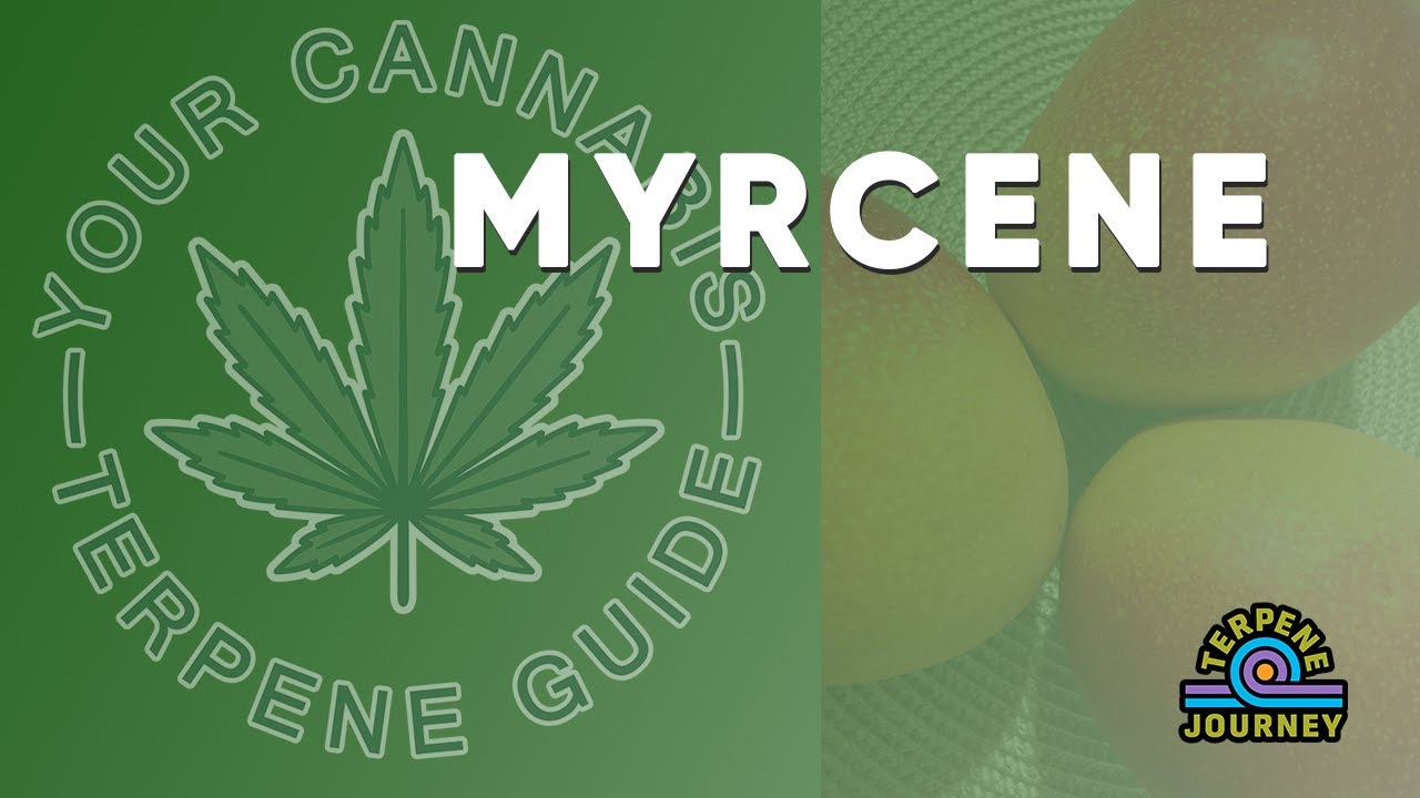 Your Cannabis Terpene Guide: What is Myrcene?