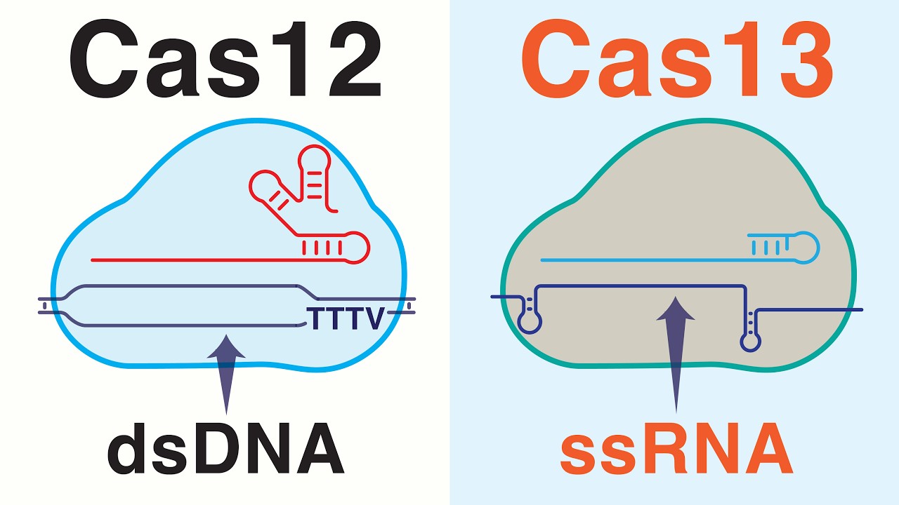 Cas12 и Cas13 в редактировании генома: за пределами CRISPR-Cas9