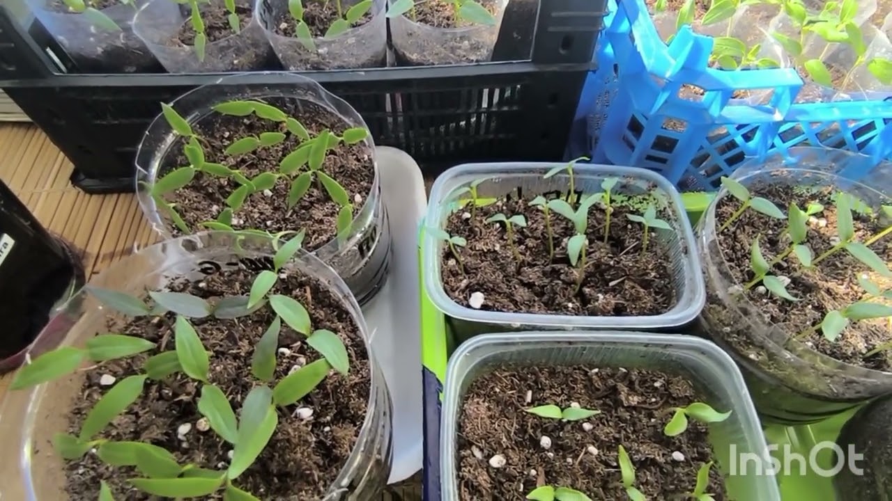 8 Марта!🌹Делаю перевалку, показываю малышей 🌱