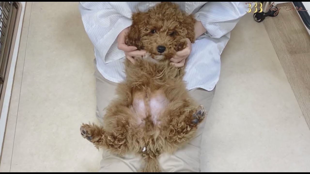 生後3ヶ月かわいいトイプードルの初めてのトリミング　チャロ君編