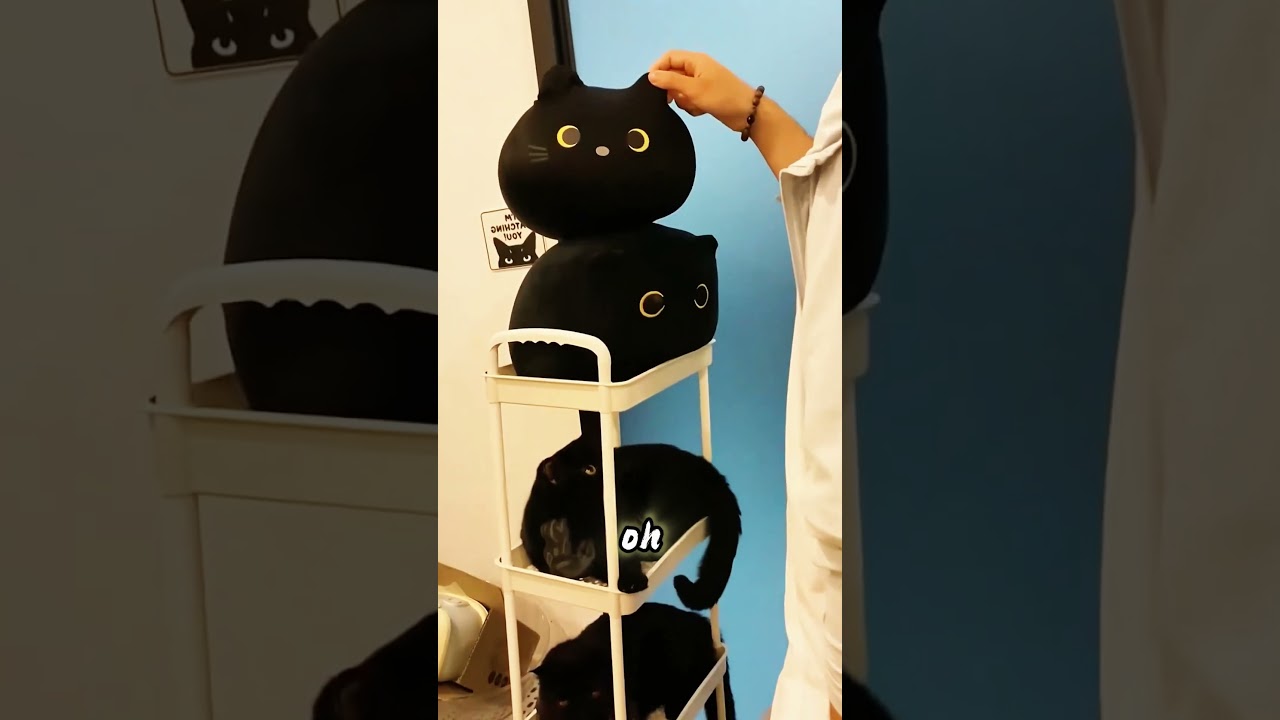 Благодаря проекту Being Black, Black Cats Blend In and Fooled Dad! 😼