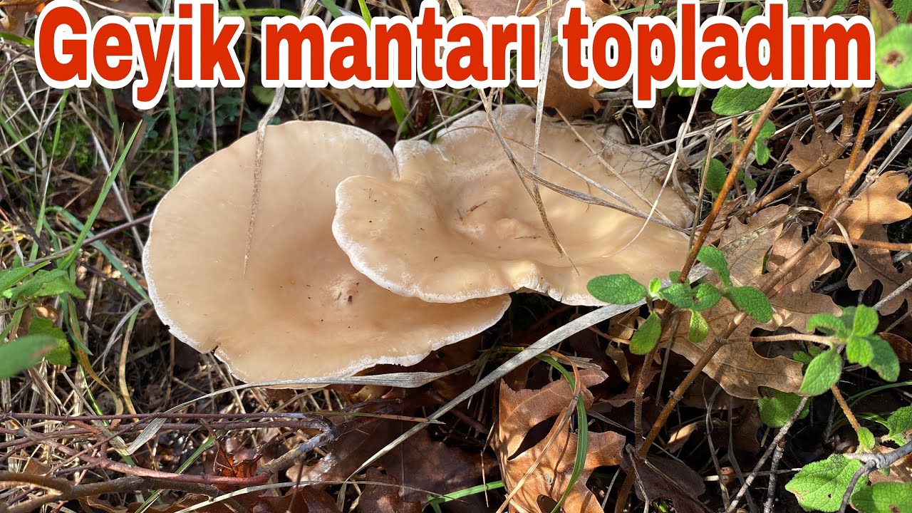 Ebişke mantarı ocaklarımızı geziyoruz🍄Pırnal melkisi🍄geyik mantarı🍄bal kadın mantarı🍄et mantarı