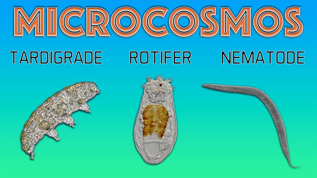 Tardigrades, Rotifers & Nematodes - Extreme Macro Short Film