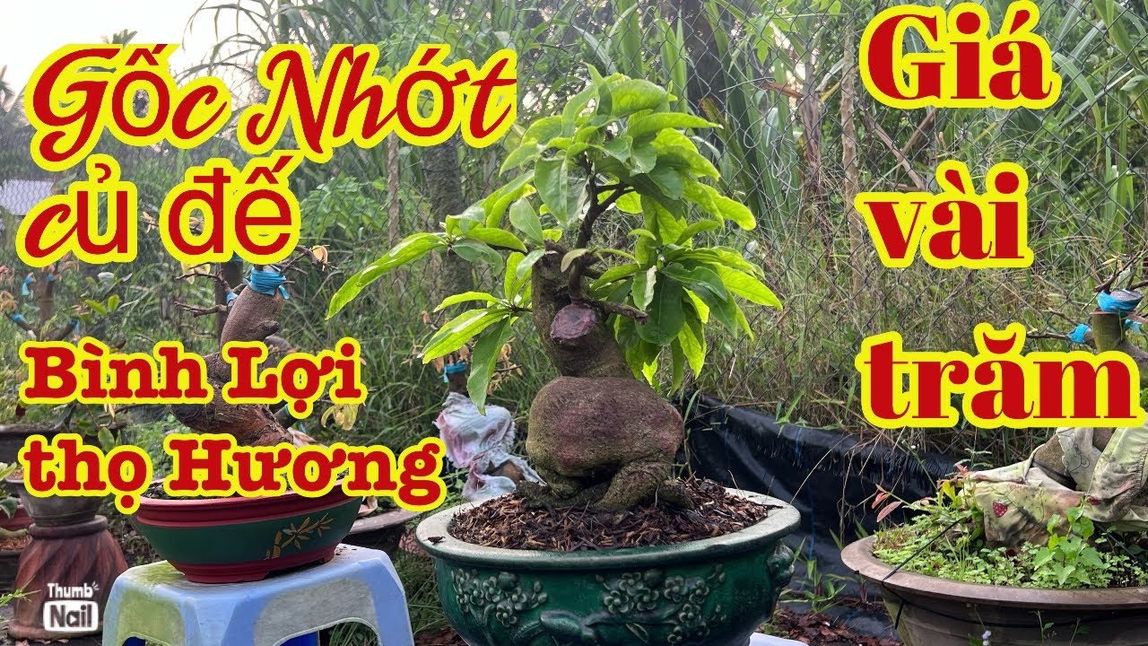 8-3 -2026 combo giá rẻ gốc nhớt rút cốt lh 0766765975