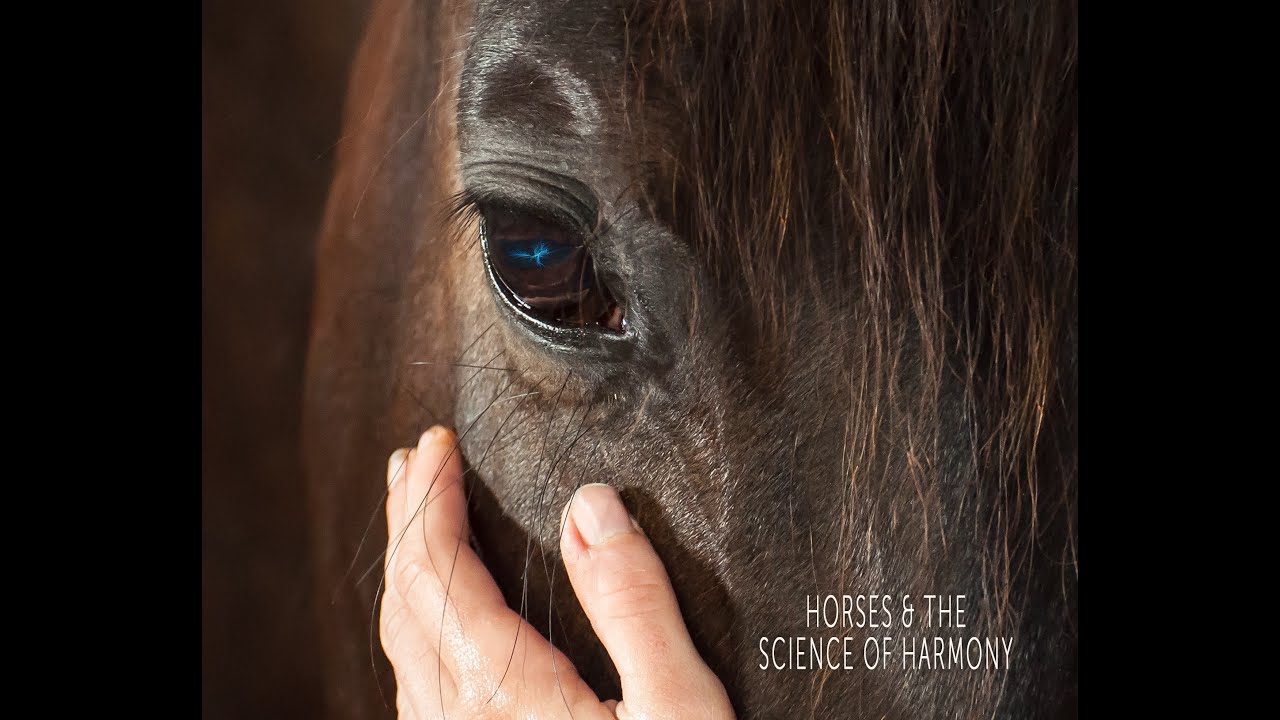 Horses & the Science of Harmony l Official trailer