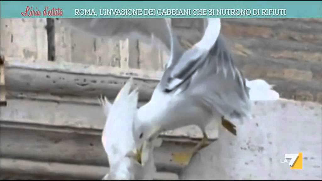 Roma, l'invasione dei gabbiani che si nutrono di rifiuti