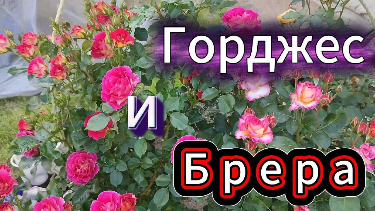 Праздничный  Серпантин ! Розы  для  прекрасных  дам !