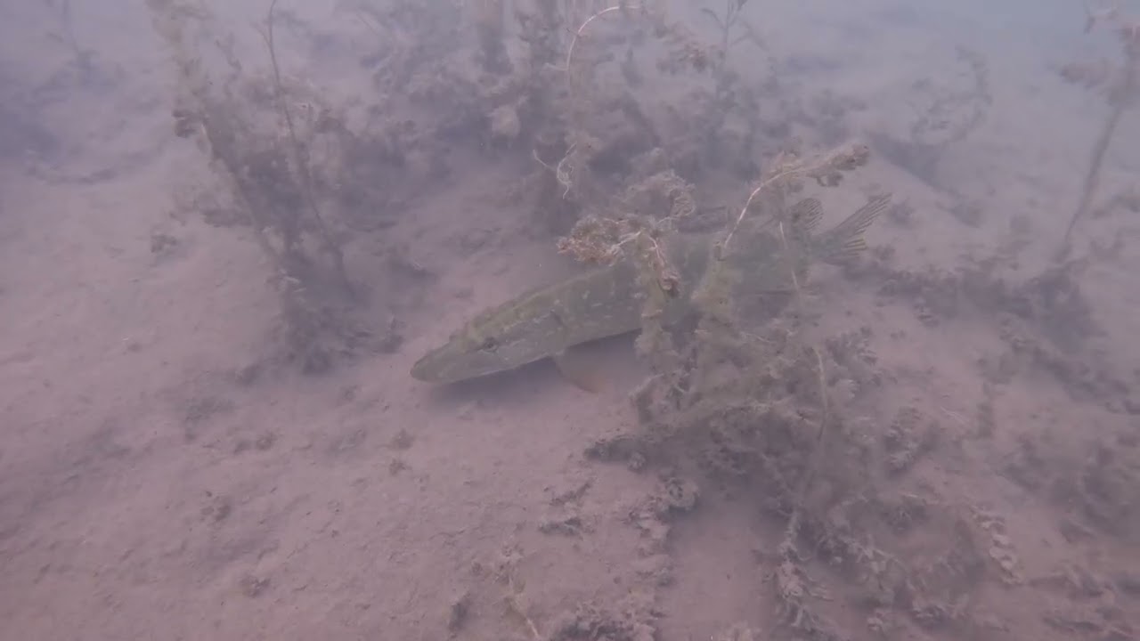 Tauchen am Blackfootbeach, Fühlinger See, Köln am 2. Mai 2025