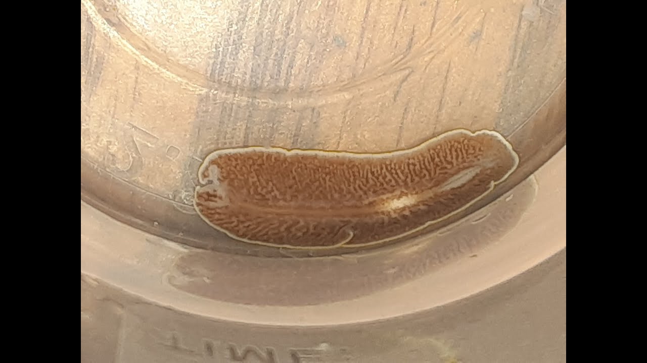 Removing Euphyllia flatworm and eggs