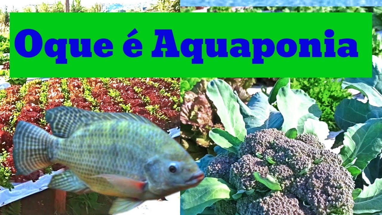 Conheça a aquaponia