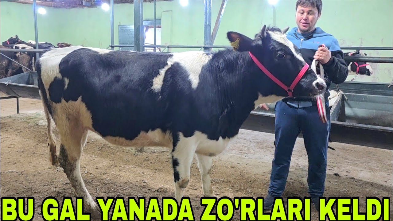 1 chi qism Xalq  arzonchisi Shamshodjonga bugun bo‘g‘ozla buqalarni zo'rlaridan keldi 28 yanvar 2026