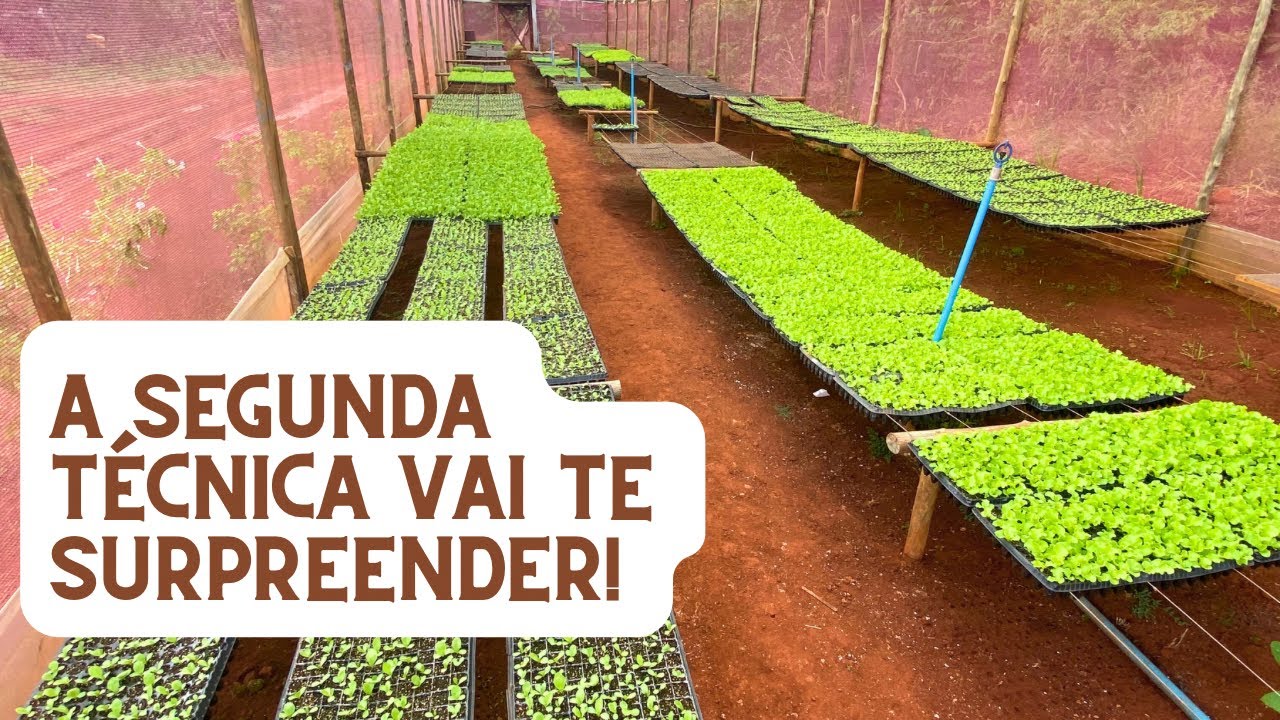 COMO GERMINAR SEMENTES DE HORTALIÇAS DA FORMA CORRETA
