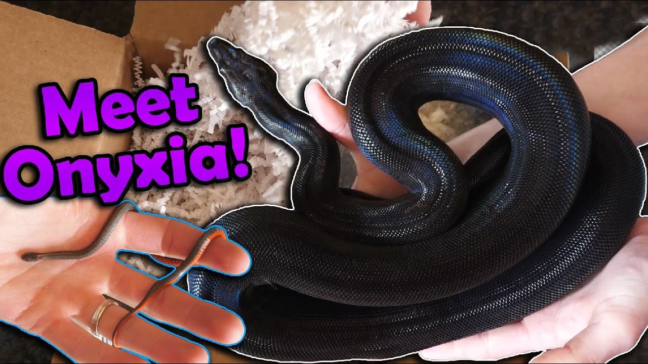 Unboxing Tiny Snakes and a Beautiful Boa!