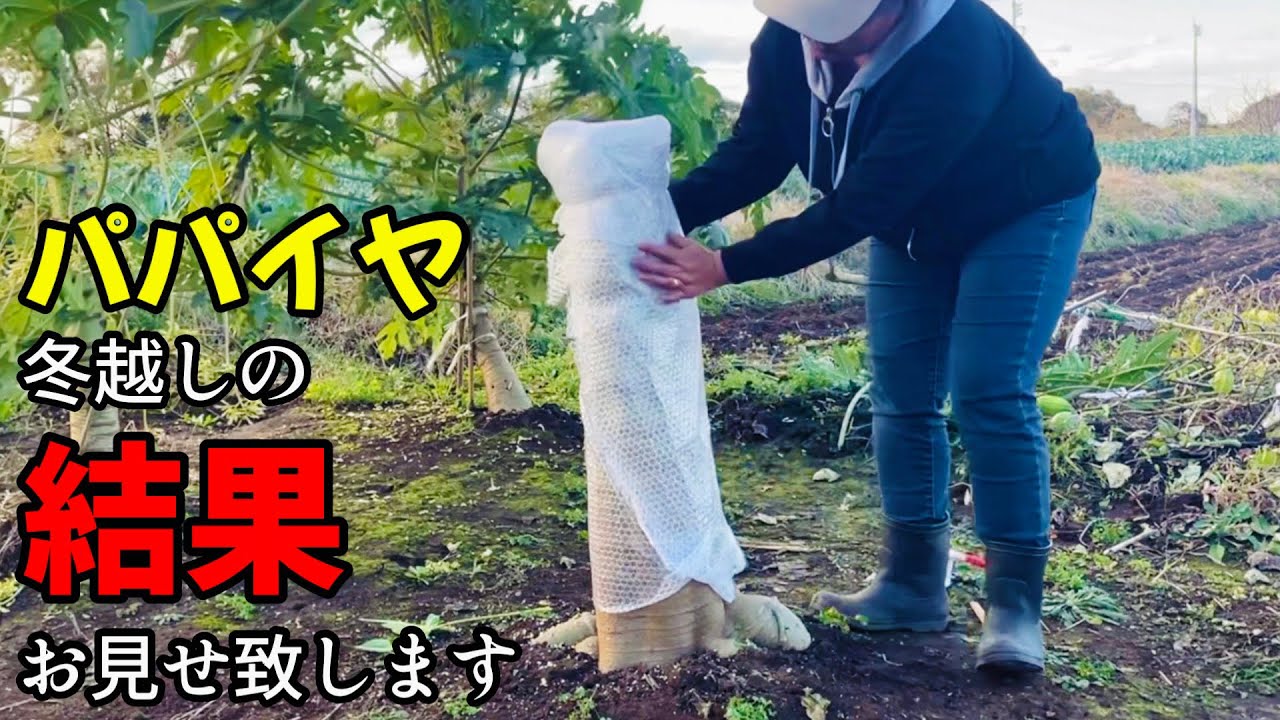 パパイヤを冬越し、越冬をしました。その結果お見せ致します。＃冬越し