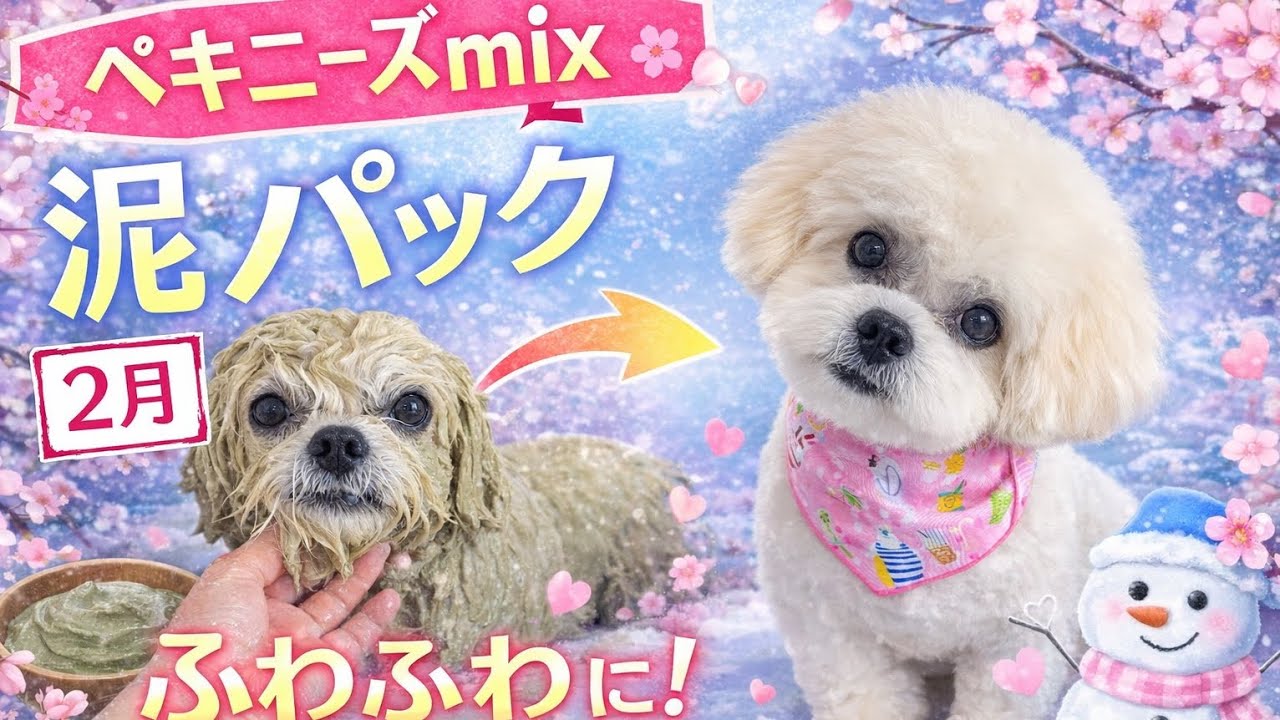 【トリミング】ペキニーズmix【泥パック】