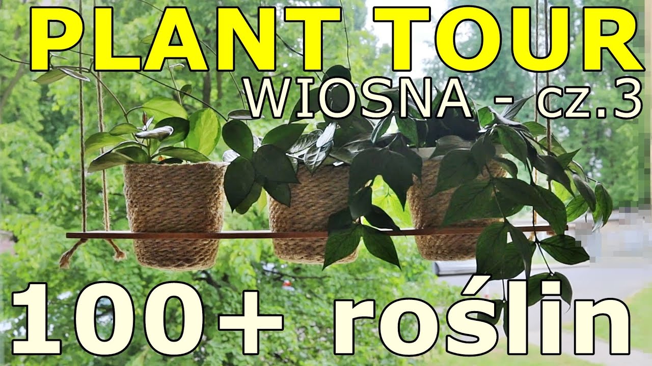 💚 DUŻO roślin 💚 hoyowa półka w oknie 💚 filodendron maluch 💚czyli roślinne aktualizacje wiosenne cz.3