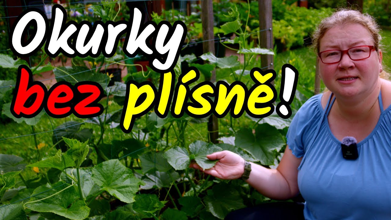 🛡️🥒 Jak mít OKURKY BEZ PLÍSNĚ až do podzimu? Prevence plísně okurkové