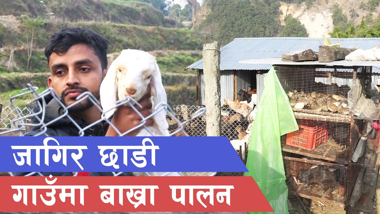 बाख्रा पाल्नेको लागि युवाको राम्रो सन्देश || Youth in Goat farming ||