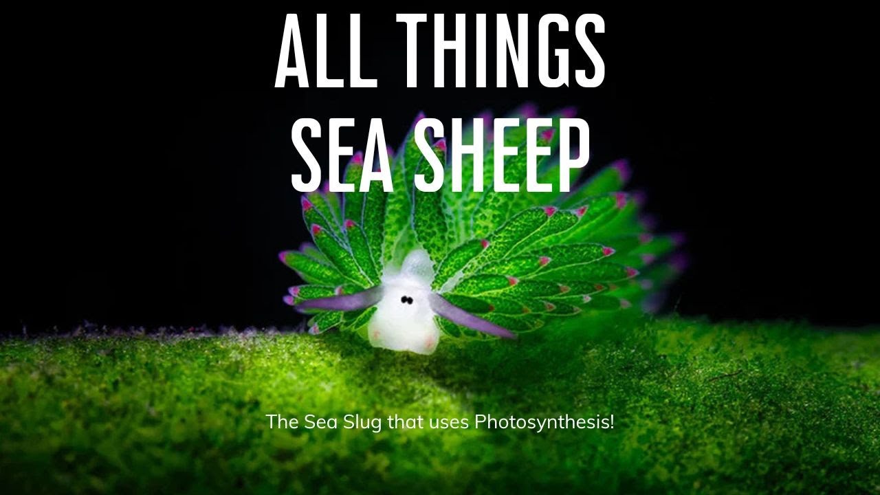 All Things Sea Sheep - Animal and Plant hybrids!