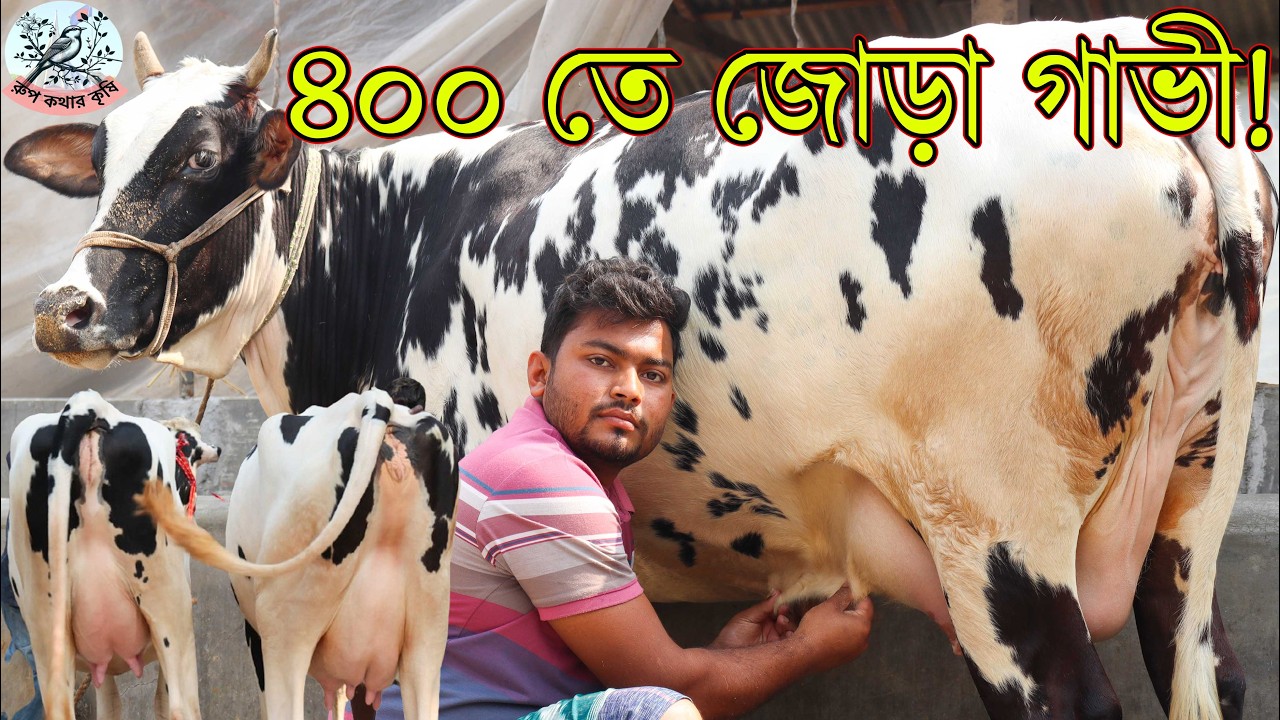 ১৩-১৪লিটারে দুধের গাভী।ভাই মানে কম দামে ভালো মানের গাভী।১৪ লিটার দুধ ১ লক্ষ ৮২ হাজার।৪০০তে জোড়া গাভী
