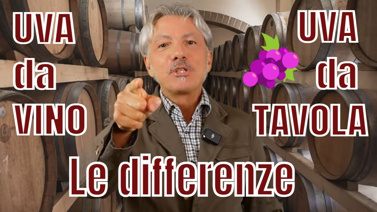 CONOSCI LE DIFFERENZE tra UVA da TAVOLA e UVA da VINO?
