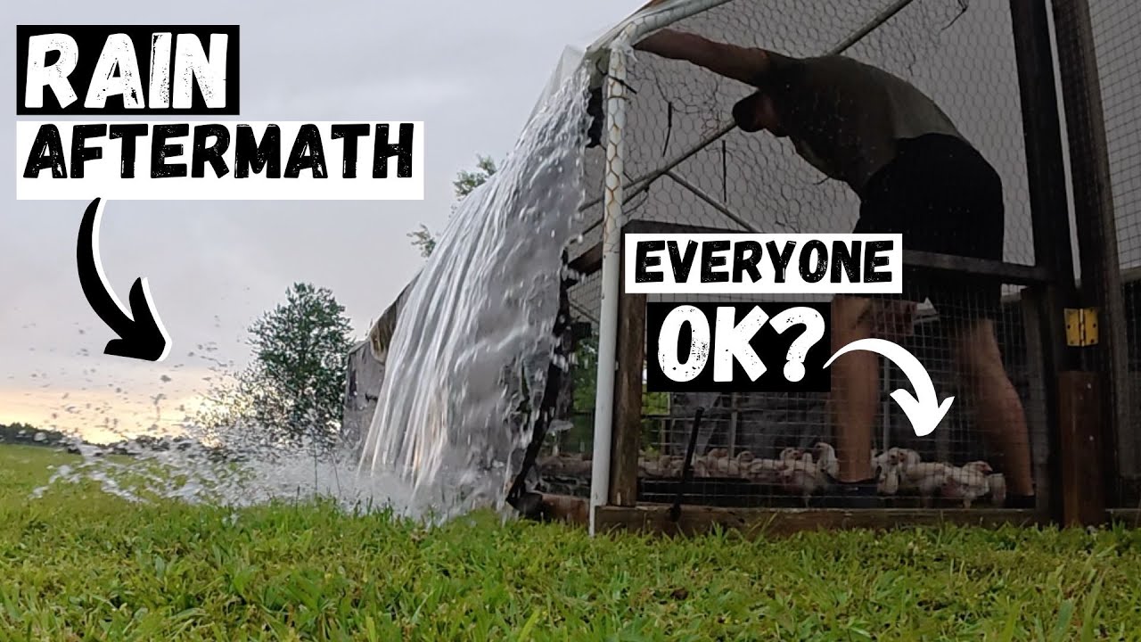 Torrential Rain Hit the Farm — Are the Animals OK?!