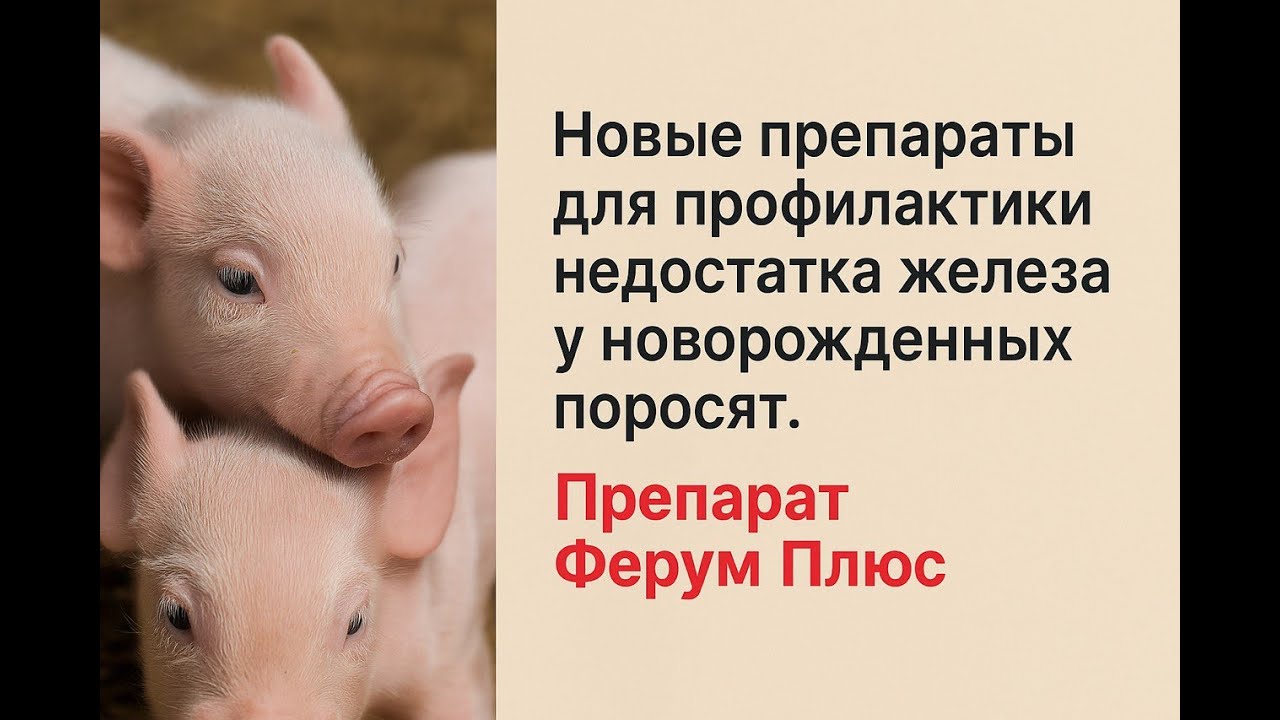 Новые препараты и новые решения проблемы недостатка железа у новорожденных поросят. Ферум плюс.