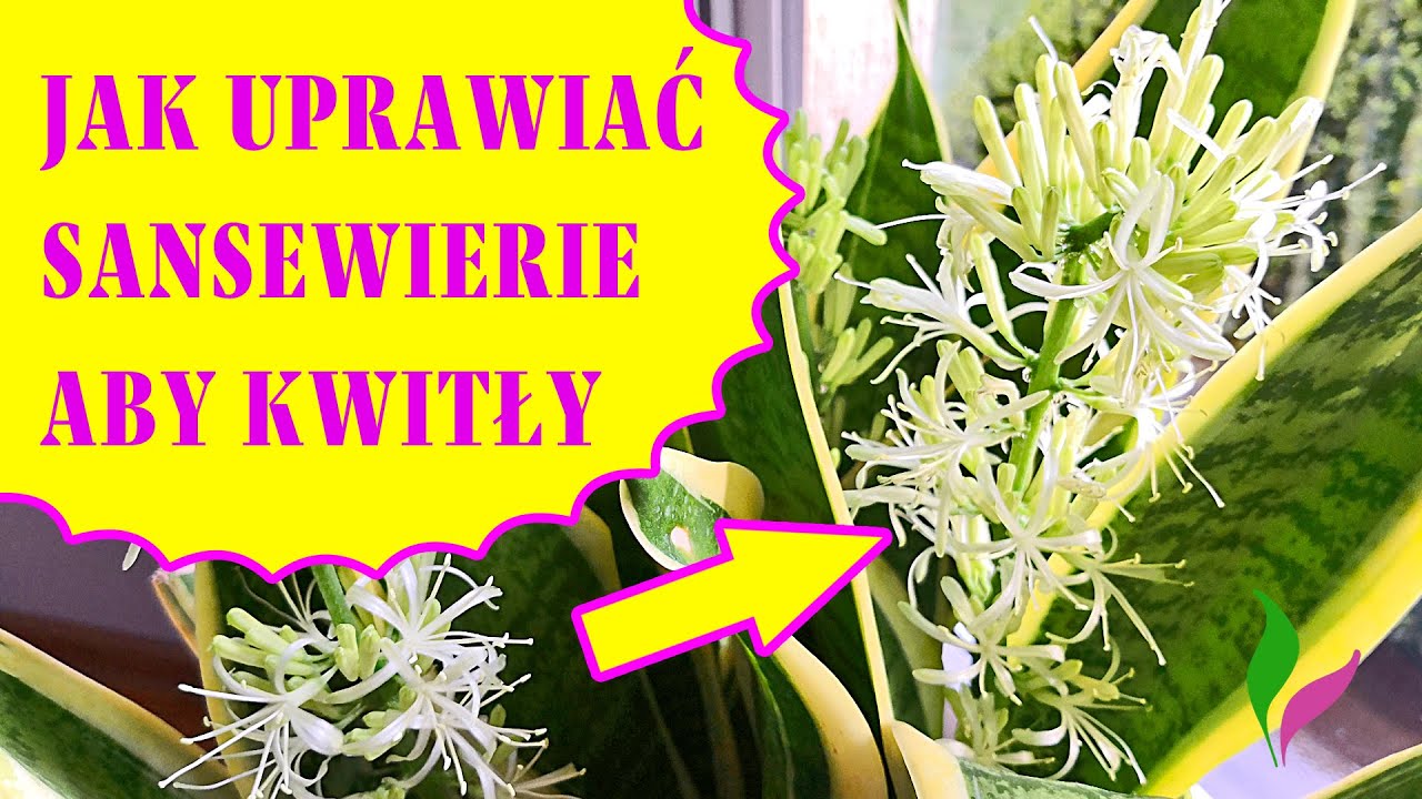 JAK UPRAWIAĆ SANSEWIERIE aby kwitły! Zobacz jak moje pięknie zakwitły.