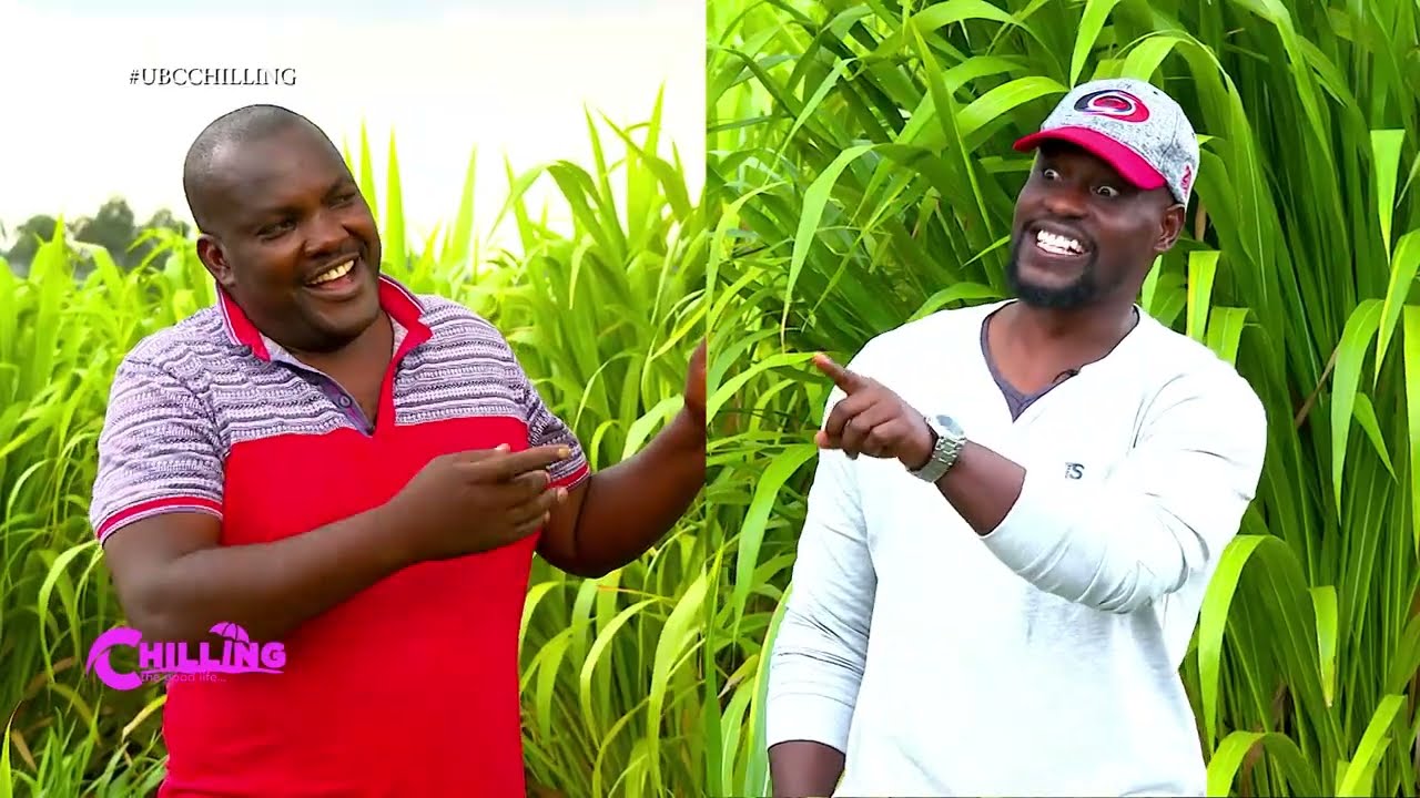 Chilling Visits MK mixed Farm in GOMBA to meet Millionaire ENG.MOSES who is Growing Guetemala Grass.