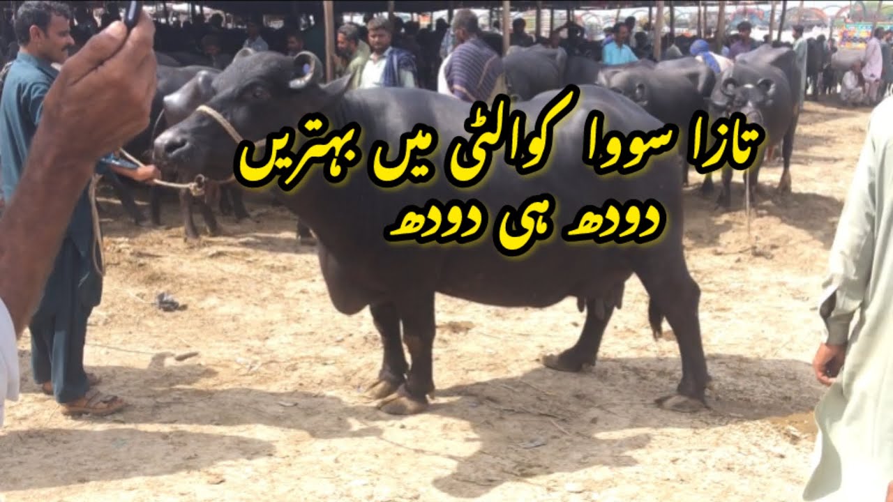 Milking Buffalo mandi|| Taza Sowa Bhains price update 21-10-24