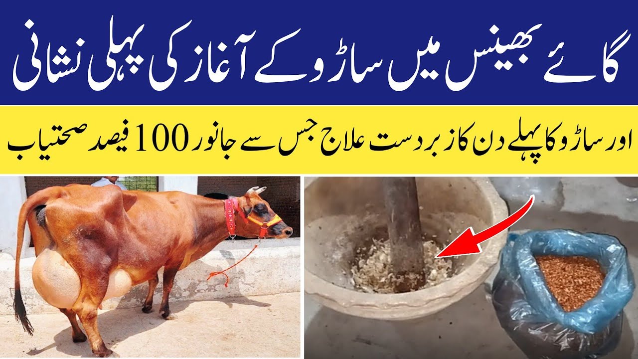 Sarhoo Kay Aaghaz Ki Nishani Or Pahlay Din Ka Elaaj | ساڑو کے پہلے دن کا آغاز اور ایمرجنسی نسخہ