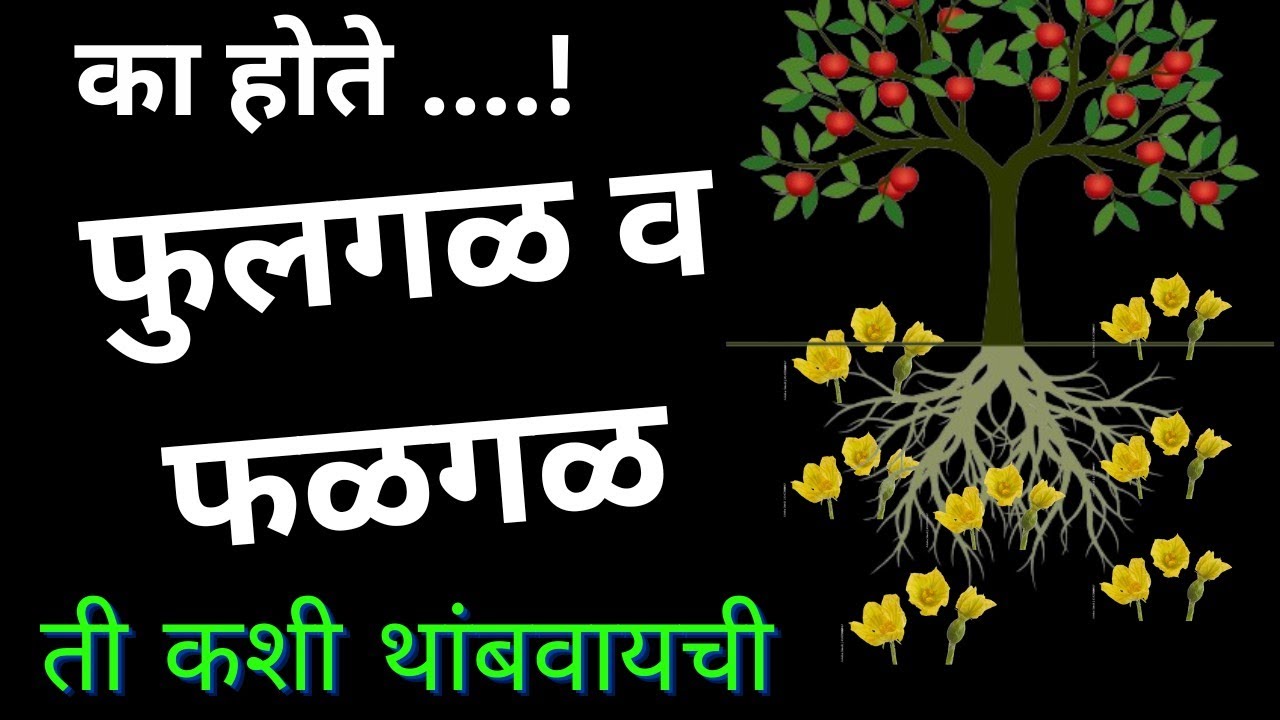 पिकात फळ व फुलगळ होण्याची कारणे व उपाय ll Flower Dropping in Crop l