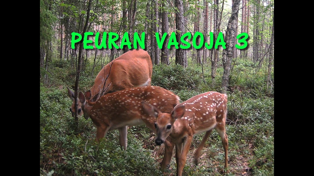 Peuran vasoja 3